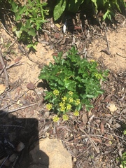 Tauschia arguta