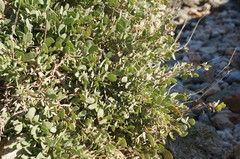 Atriplex verrucifera