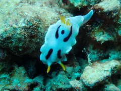 Chromodoris alcalai