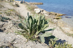 Cynoglossum creticum