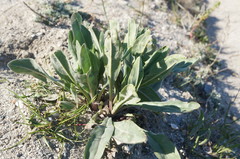 Cynoglossum creticum