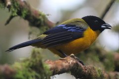 Anisognathus notabilis