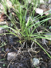 Isoetes melanopoda
