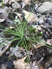 Isoetes melanopoda
