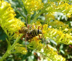 Megacyllene robiniae