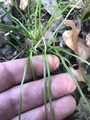 Isoetes melanopoda