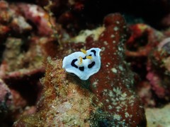 Chromodoris alcalai