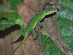 Anolis gemmosus