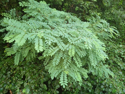 black locust