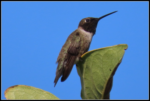 Black-chinned Hummingbird observed by petegordon