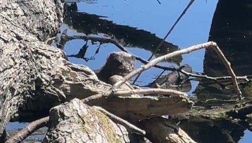 Mink observed by crossrunner