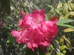 Rhododendron arboreum