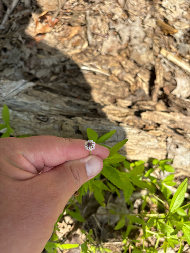 iNaturalist observation photo of lanceleaf frogfruit