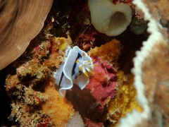 Chromodoris alcalai