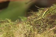 Anolis aequatorialis