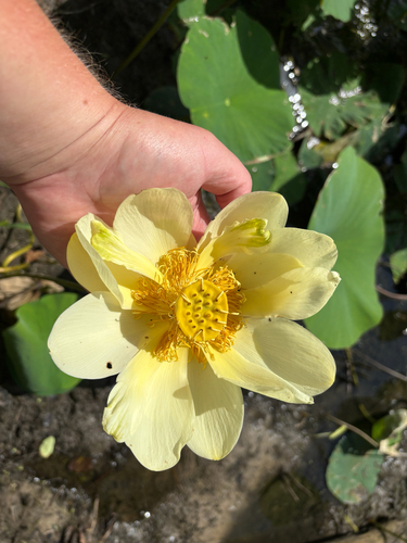 iNaturalist observation photo of American lotus