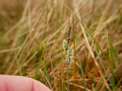 Carex panicea