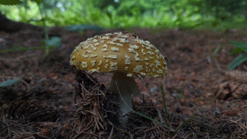 Royal fly agaric