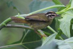 Basileuterus tristriatus