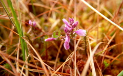 Polygala serpyllifolia