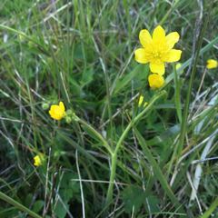 Ranunculus occidentalis