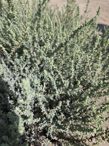 Suaeda taxifolia