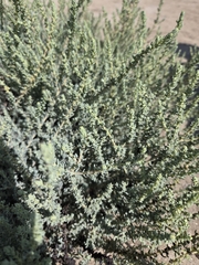Suaeda taxifolia