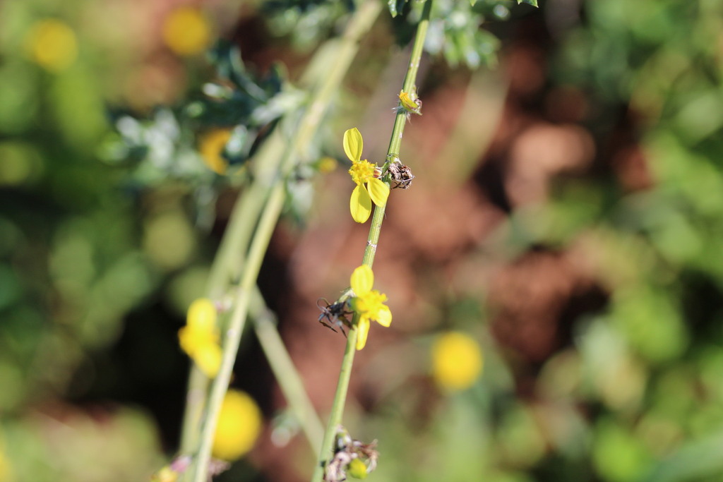 Senecio pubigerus; photograph author not stated, no rights reserved