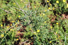 author not stated, no rights reserved Senecio pubigerus, photograph author not stated, no rights reserved
