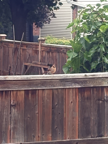 Northern Cardinal observed by paige1317
