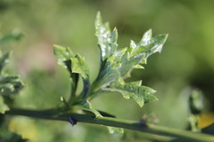 author not stated, no rights reserved Senecio pubigerus, photograph author not stated, no rights reserved