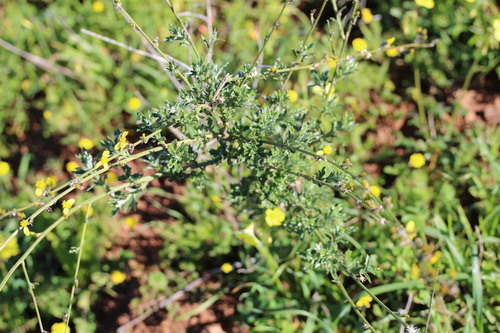 Senecio pubigerus, photograph 4