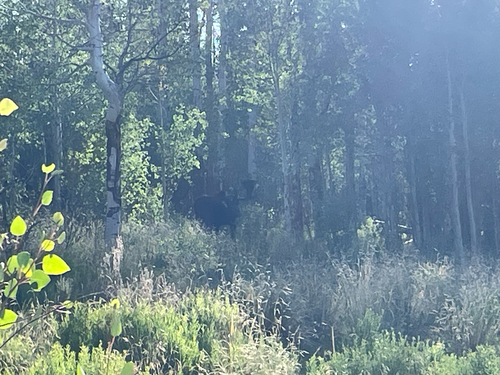 Moose observed by immccull