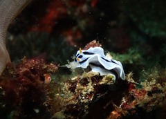 Chromodoris alcalai