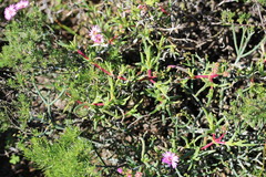 Ruschia macowanii, photograph author not stated, no rights reserved