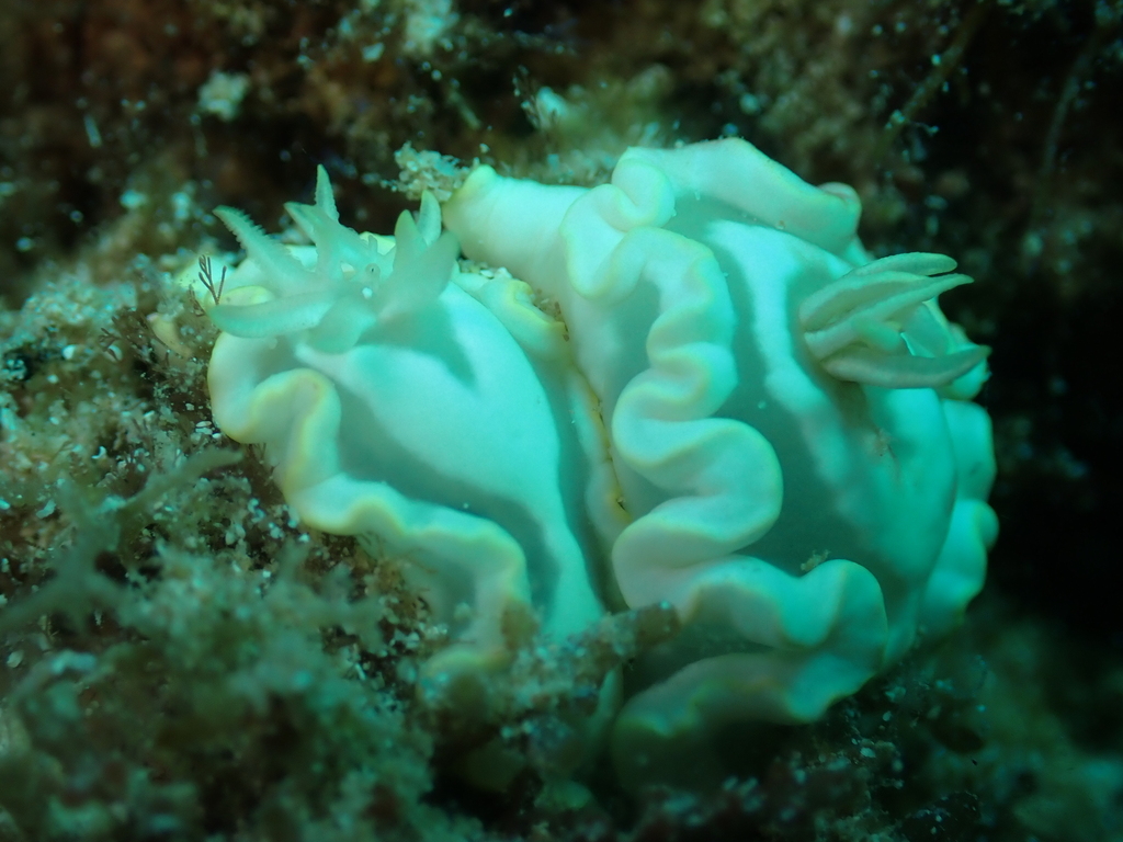 White-patched Rainbow Dorid