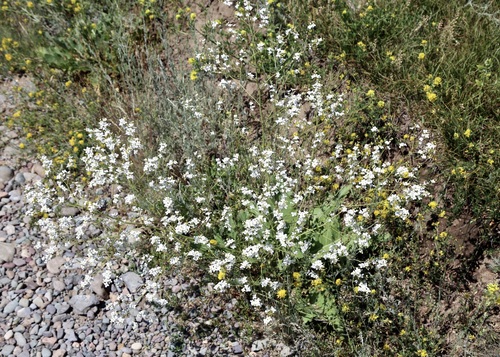 Crambe orientalis