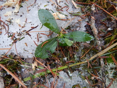 Chimaphila umbellata umbellata