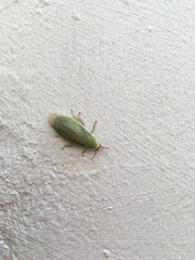 Panchlora thalassina