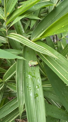 Gray Treefrog observed by matthew_so