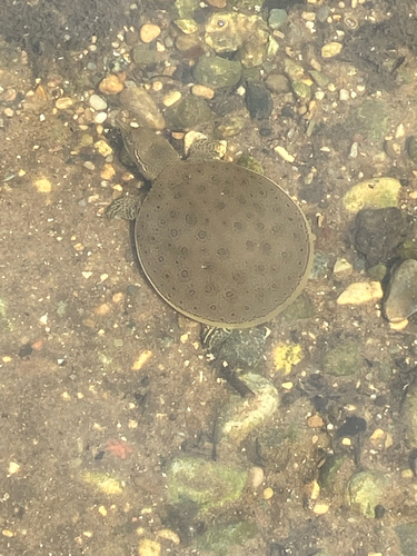 Spiny Softshell observed by sammoer4
