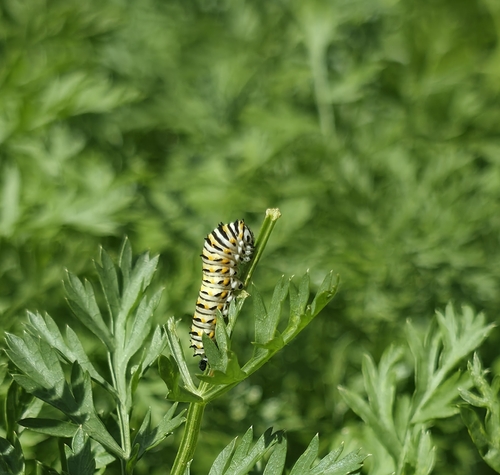 Eastern Black Swallowtail
