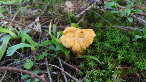 Golden Chanterelle