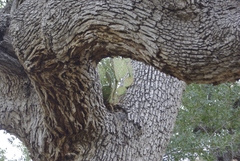 Quercus oblongifolia