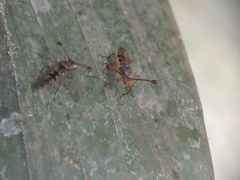 Diasemopsis aethiopica
