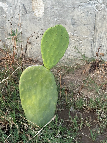 Indian fig opuntia