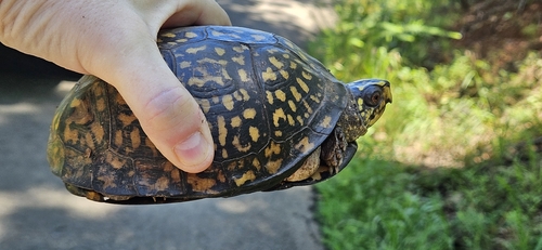Eastern Box Turtle observed by wbkemp