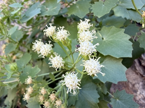 Dauresia alliariifolia