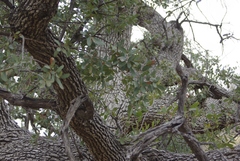 Quercus oblongifolia