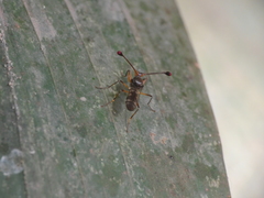 Diasemopsis aethiopica